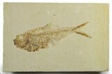 Detailed Fossil Fish (Diplomystus) - Wyoming #349624-1